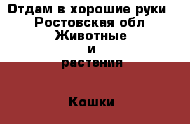Отдам в хорошие руки - Ростовская обл. Животные и растения » Кошки   